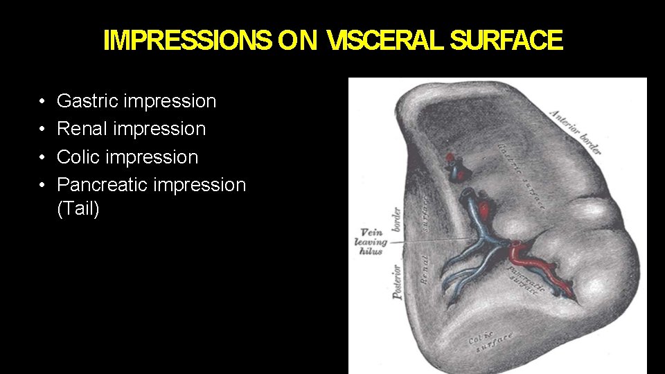 IMPRESSIONS ON VISCERAL SURFACE • • Gastric impression Renal impression Colic impression Pancreatic impression