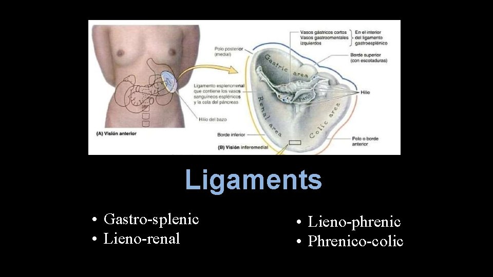 Ligaments • Gastro-splenic • Lieno-renal • Lieno-phrenic • Phrenico-colic 