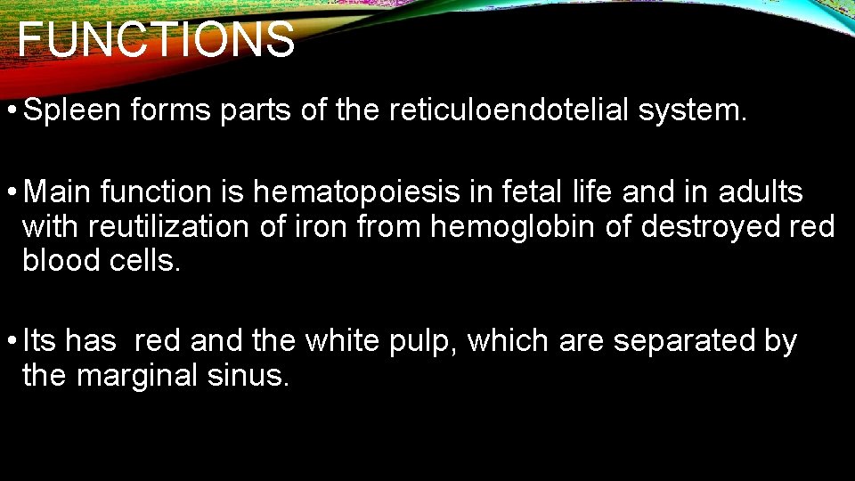 FUNCTIONS • Spleen forms parts of the reticuloendotelial system. • Main function is hematopoiesis