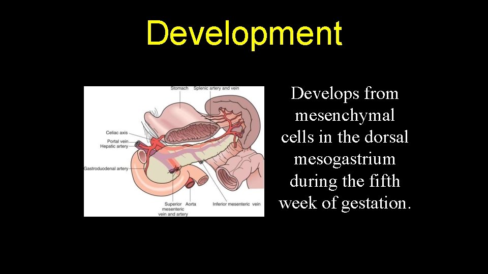 Development Develops from mesenchymal cells in the dorsal mesogastrium during the fifth week of