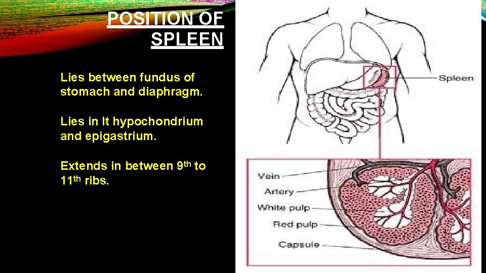 POSITION OF SPLEEN Lies between fundus of stomach and diaphragm. Lies in lt hypochondrium