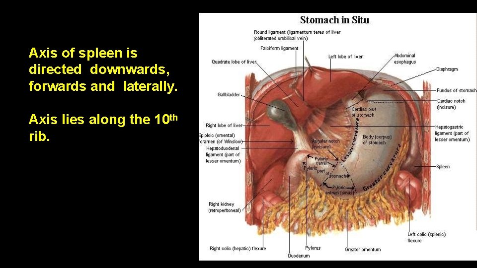 Axis of spleen is directed downwards, forwards and laterally. Axis lies along the 10