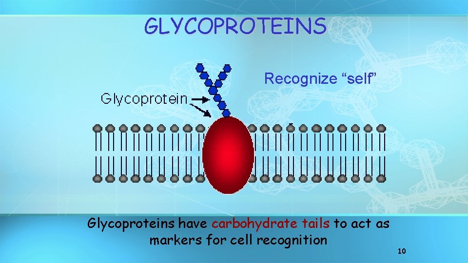 GLYCOPROTEINS Recognize “self” Glycoproteins have carbohydrate tails to act as markers for cell recognition
