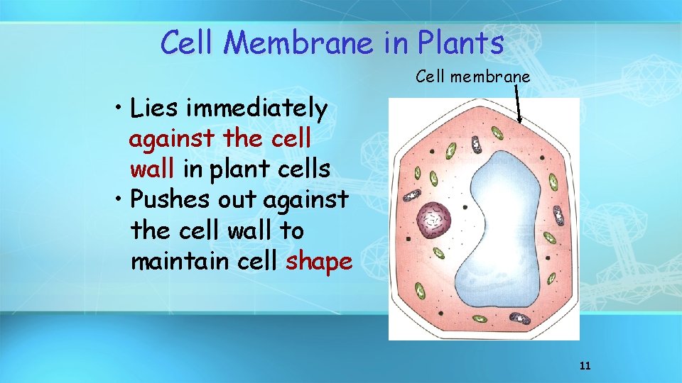 Cell Membrane in Plants Cell membrane • Lies immediately against the cell wall in