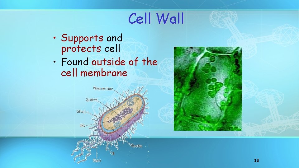 Cell Wall • Supports and protects cell • Found outside of the cell membrane