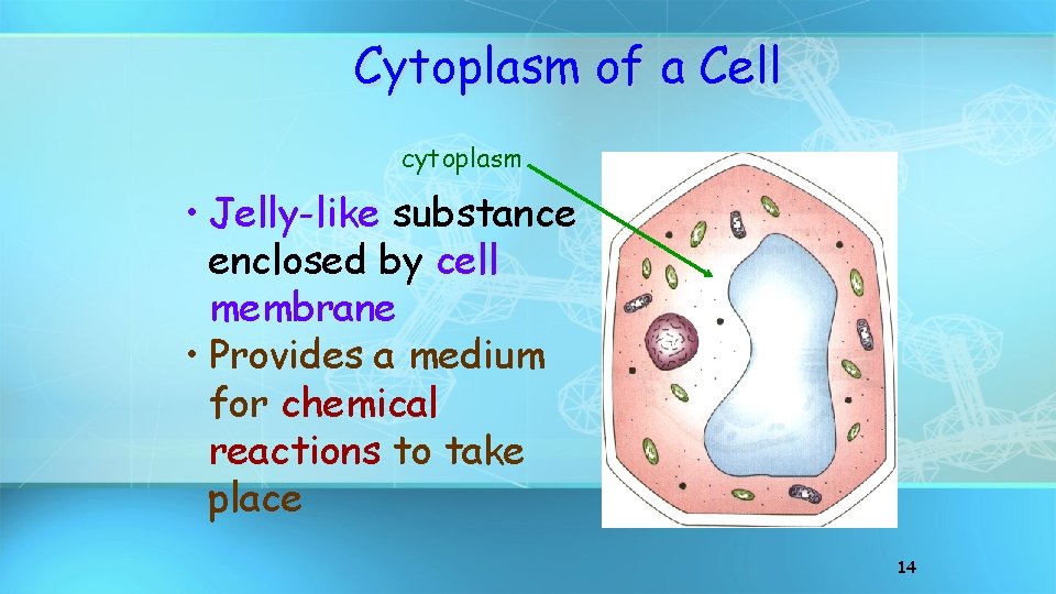 Cytoplasm of a Cell cytoplasm • Jelly-like substance enclosed by cell membrane • Provides