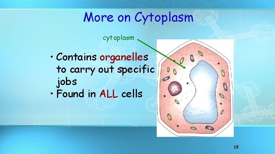 More on Cytoplasm cytoplasm • Contains organelles to carry out specific jobs • Found