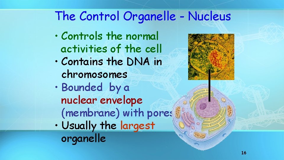 The Control Organelle - Nucleus • Controls the normal activities of the cell •