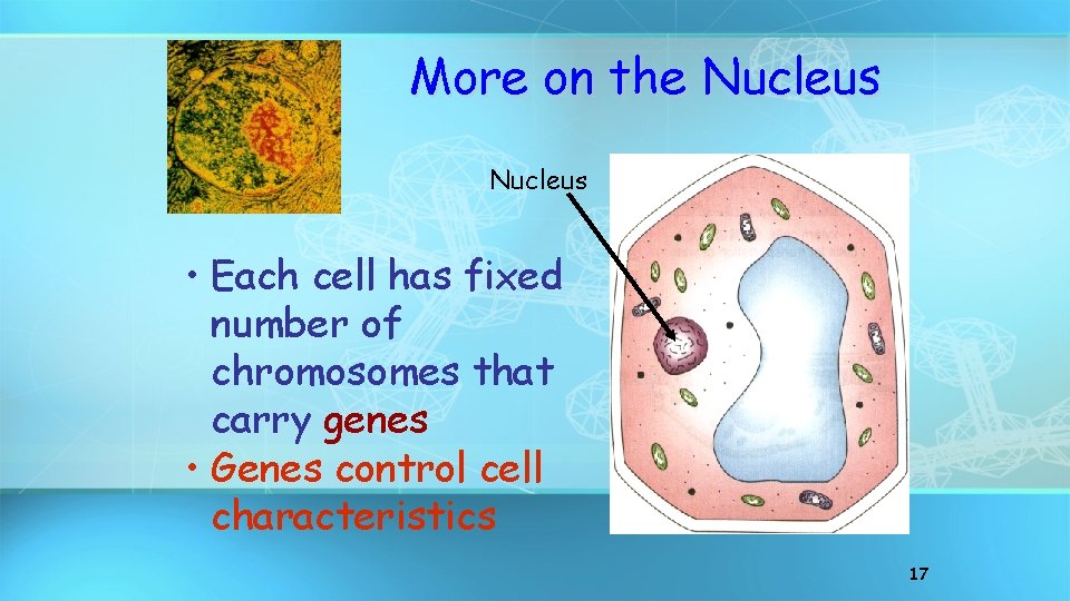 More on the Nucleus • Each cell has fixed number of chromosomes that carry
