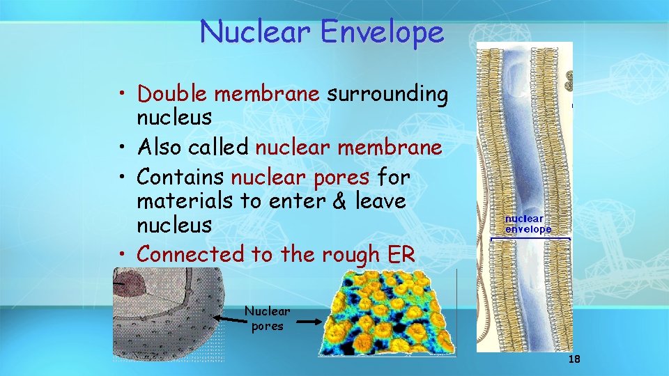 Nuclear Envelope • Double membrane surrounding nucleus • Also called nuclear membrane • Contains