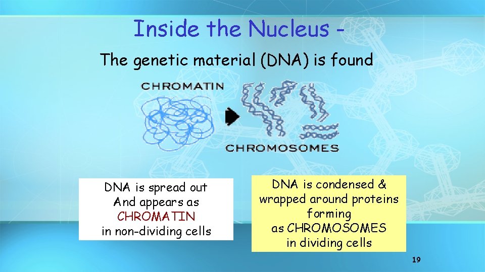 Inside the Nucleus The genetic material (DNA) is found DNA is spread out And
