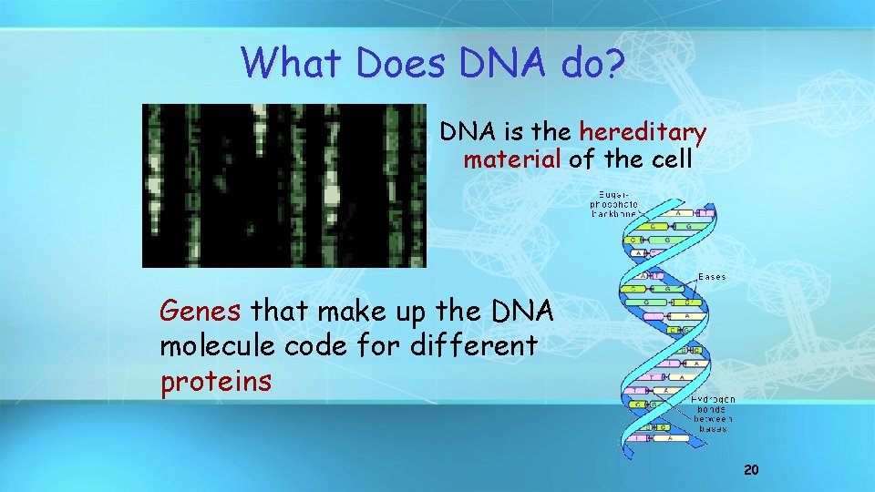 What Does DNA do? DNA is the hereditary material of the cell Genes that