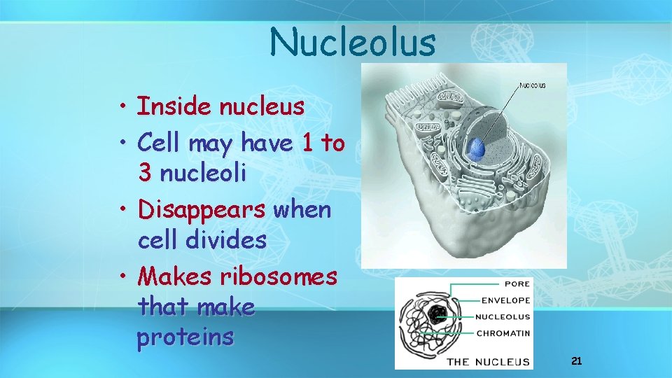 Nucleolus • • Inside nucleus Cell may have 1 to 3 nucleoli Disappears when