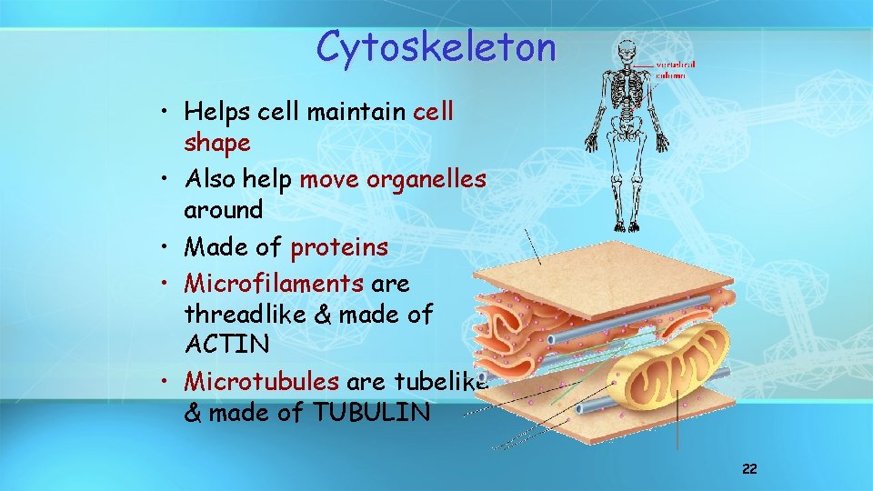 Cytoskeleton • Helps cell maintain cell shape • Also help move organelles around •