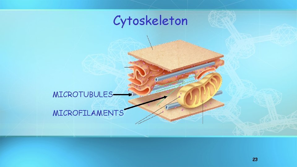 Cytoskeleton MICROTUBULES MICROFILAMENTS 23 