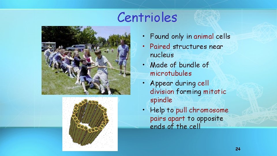 Centrioles • Found only in animal cells • Paired structures near nucleus • Made