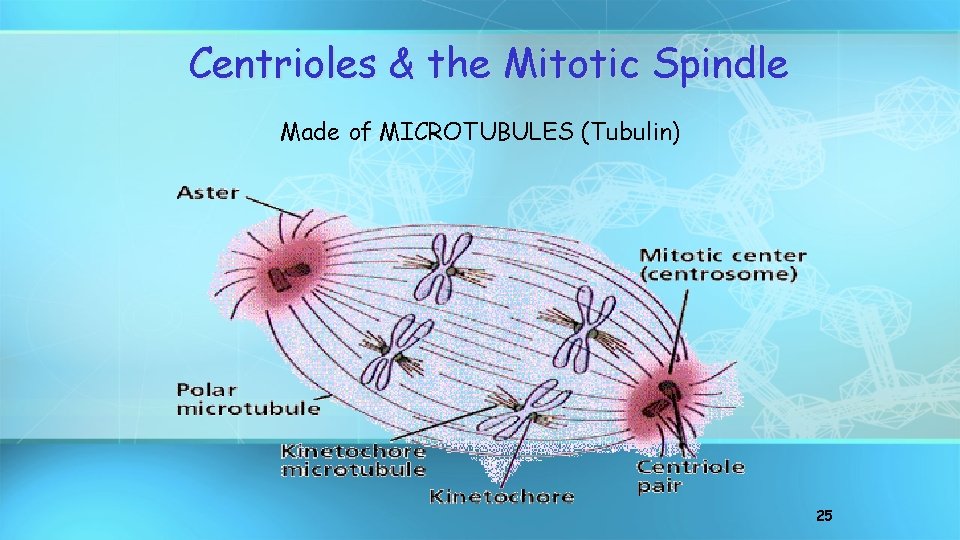 Centrioles & the Mitotic Spindle Made of MICROTUBULES (Tubulin) 25 
