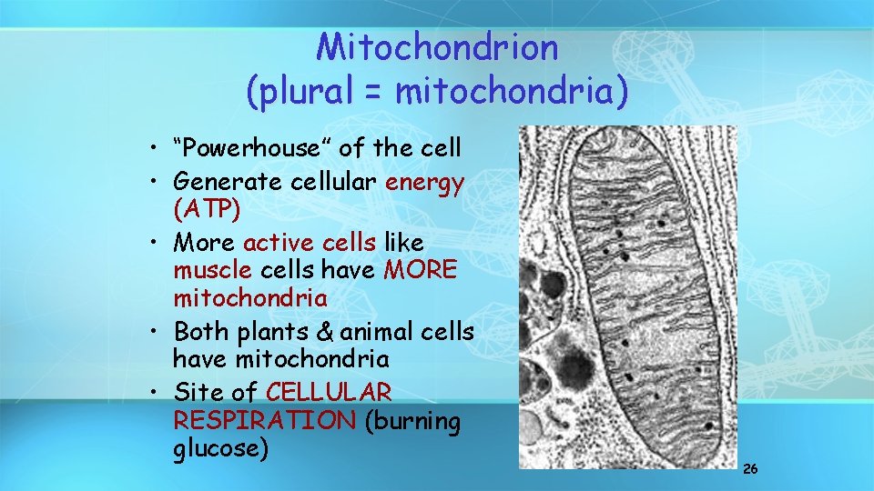 Mitochondrion (plural = mitochondria) • “Powerhouse” of the cell • Generate cellular energy (ATP)