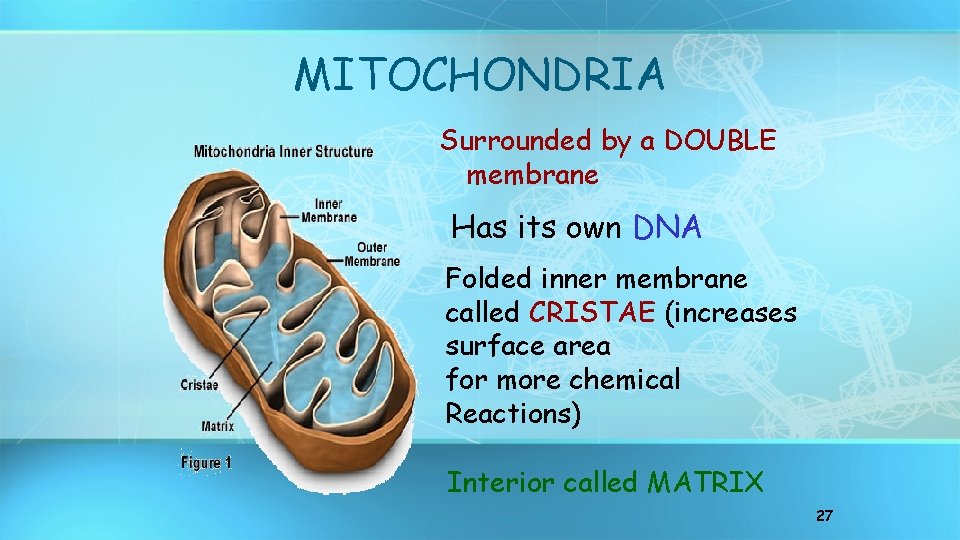 MITOCHONDRIA Surrounded by a DOUBLE membrane Has its own DNA Folded inner membrane called