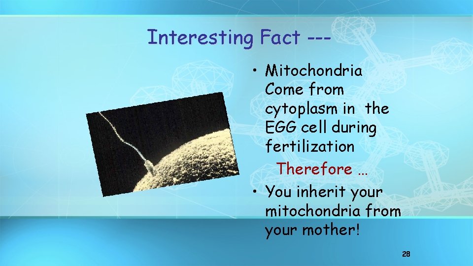 Interesting Fact -- • Mitochondria Come from cytoplasm in the EGG cell during fertilization