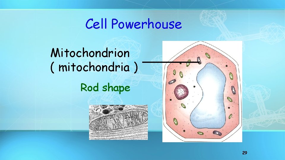Cell Powerhouse Mitochondrion ( mitochondria ) Rod shape 29 