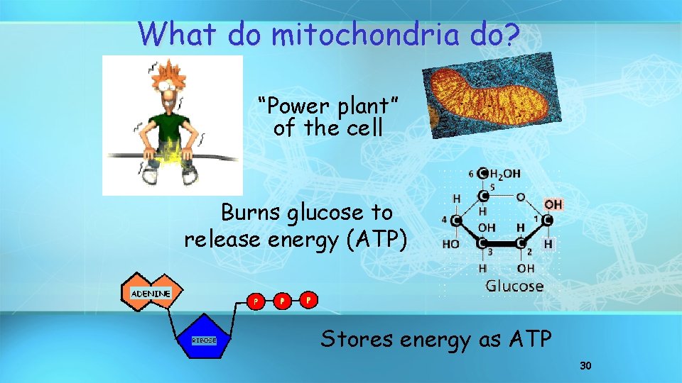 What do mitochondria do? “Power plant” of the cell Burns glucose to release energy