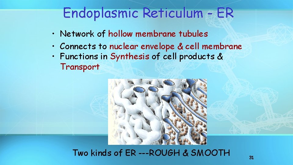 Endoplasmic Reticulum - ER • Network of hollow membrane tubules • Connects to nuclear