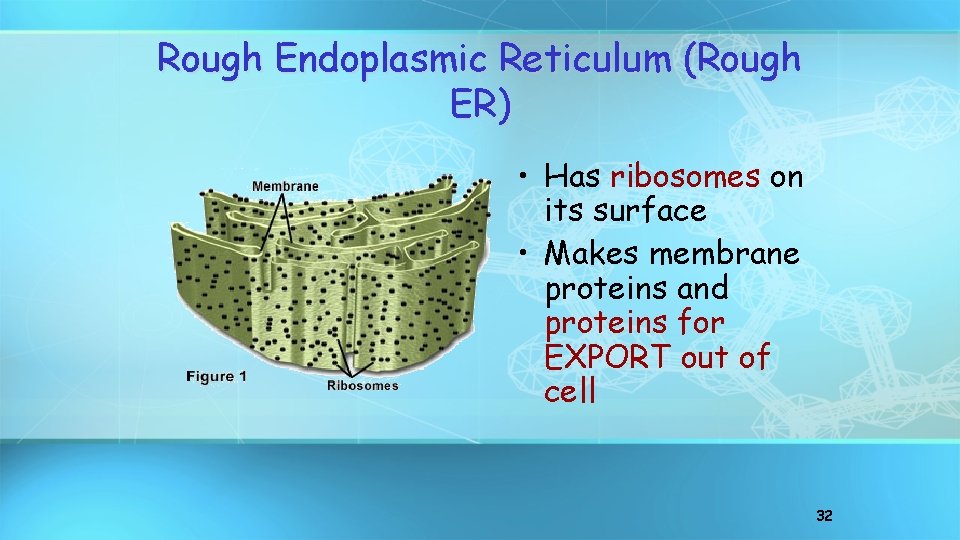 Rough Endoplasmic Reticulum (Rough ER) • Has ribosomes on its surface • Makes membrane