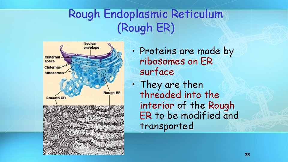 Rough Endoplasmic Reticulum (Rough ER) • Proteins are made by ribosomes on ER surface