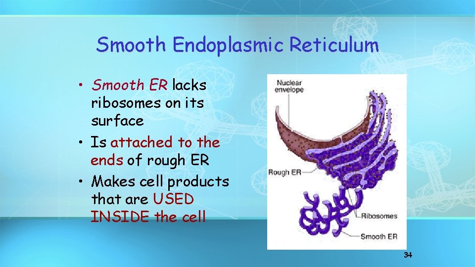 Smooth Endoplasmic Reticulum • Smooth ER lacks ribosomes on its surface • Is attached