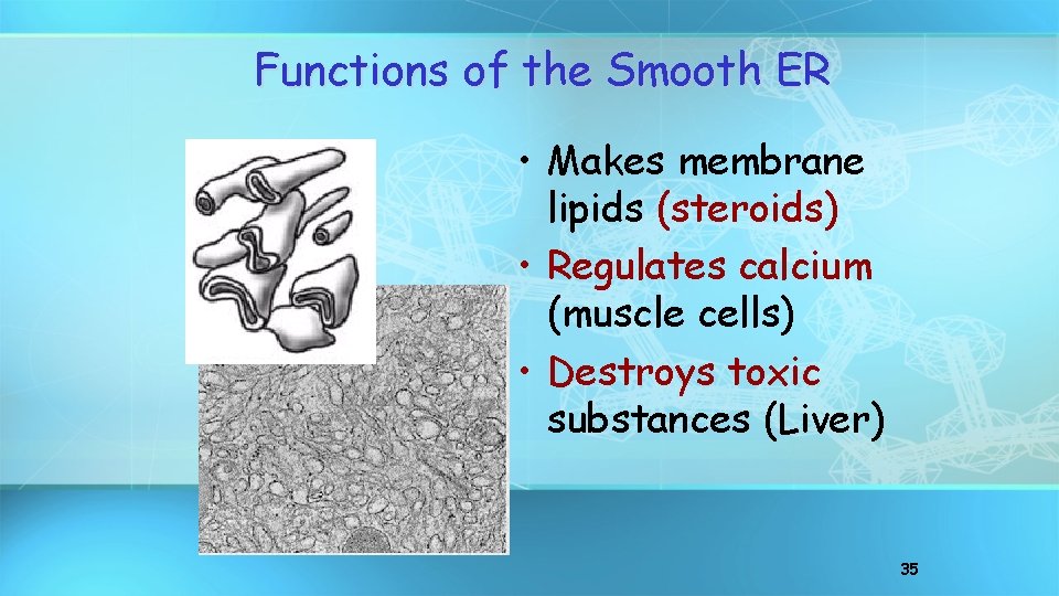 Functions of the Smooth ER • Makes membrane lipids (steroids) • Regulates calcium (muscle