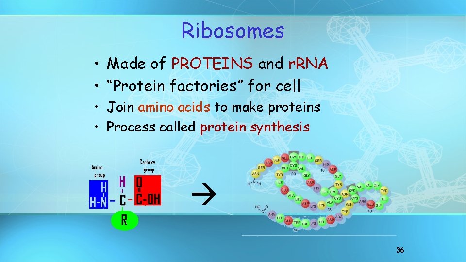 Ribosomes • Made of PROTEINS and r. RNA • “Protein factories” for cell •