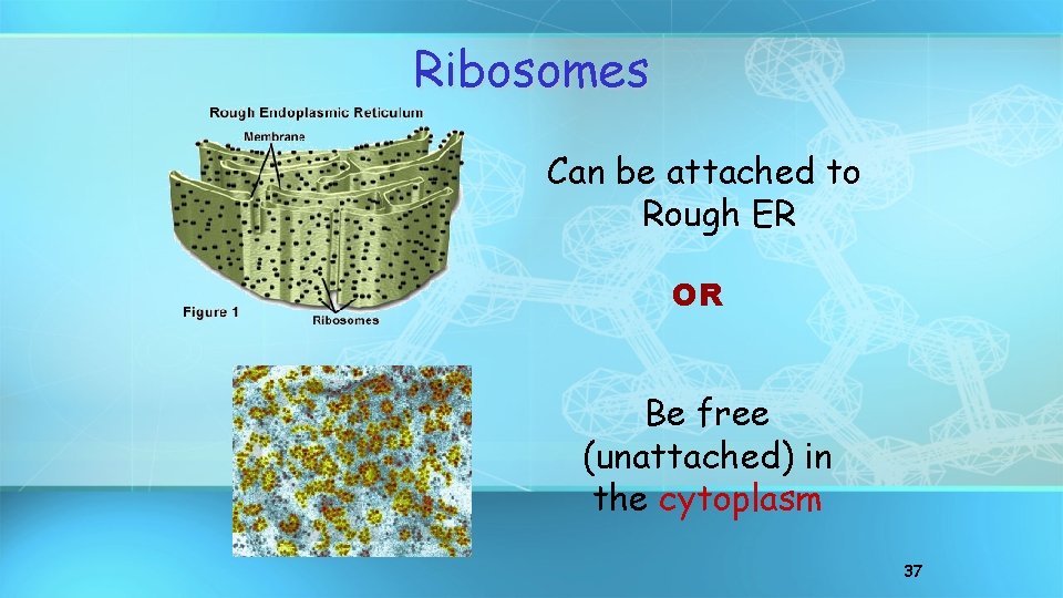 Ribosomes Can be attached to Rough ER OR Be free (unattached) in the cytoplasm