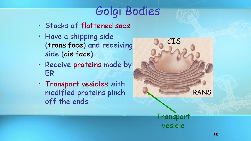 Golgi Bodies • Stacks of flattened sacs • Have a shipping side (trans face)