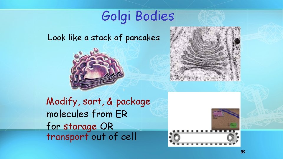 Golgi Bodies Look like a stack of pancakes Modify, sort, & package molecules from