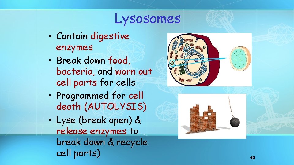 Lysosomes • Contain digestive enzymes • Break down food, bacteria, and worn out cell