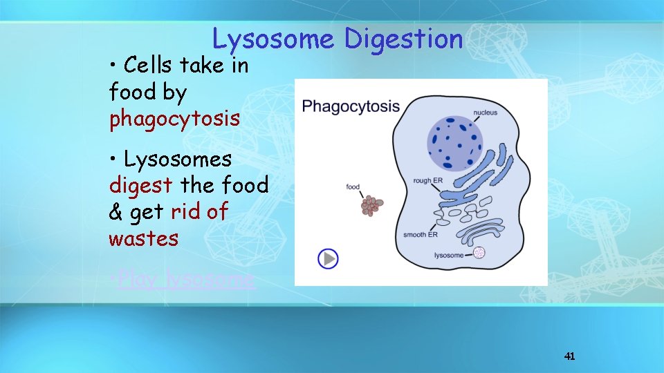 Lysosome Digestion • Cells take in food by phagocytosis • Lysosomes digest the food