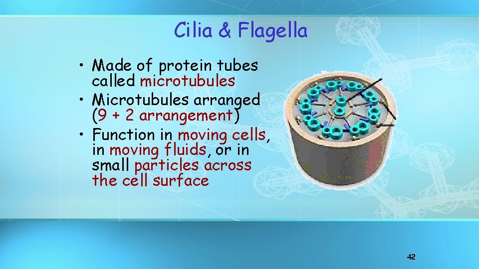 Cilia & Flagella • Made of protein tubes called microtubules • Microtubules arranged (9