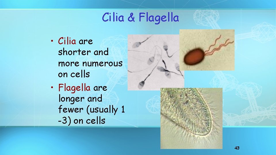 Cilia & Flagella • Cilia are shorter and more numerous on cells • Flagella