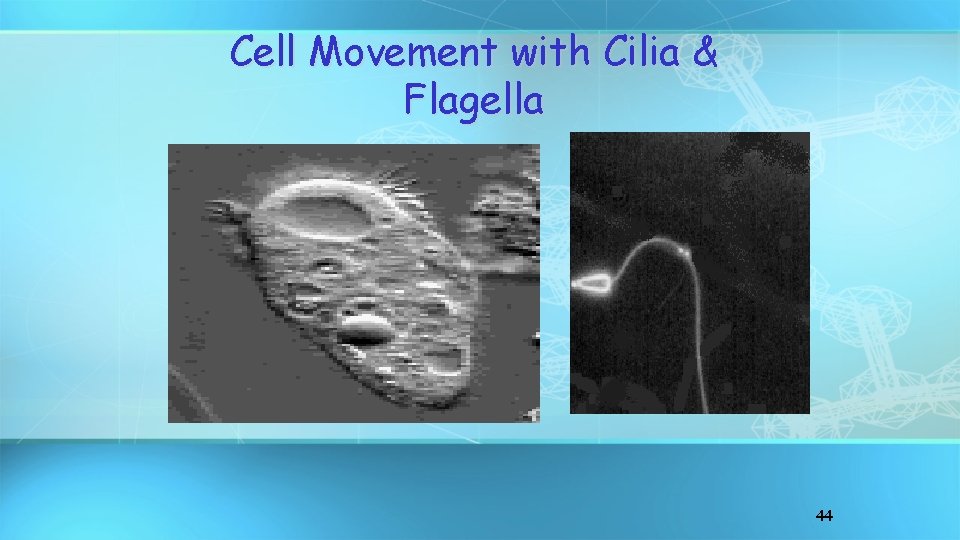 Cell Movement with Cilia & Flagella 44 