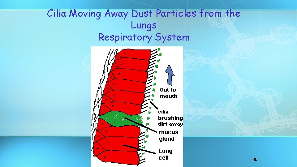Cilia Moving Away Dust Particles from the Lungs Respiratory System 45 