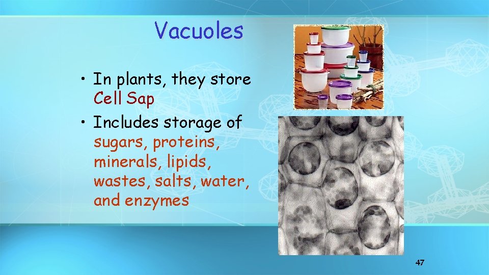 Vacuoles • In plants, they store Cell Sap • Includes storage of sugars, proteins,