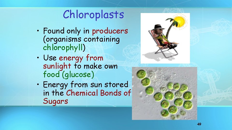 Chloroplasts • Found only in producers (organisms containing chlorophyll) • Use energy from sunlight