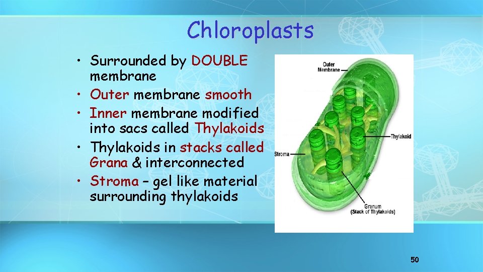 Chloroplasts • Surrounded by DOUBLE membrane • Outer membrane smooth • Inner membrane modified