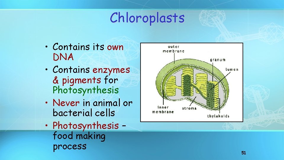 Chloroplasts • Contains its own DNA • Contains enzymes & pigments for Photosynthesis •