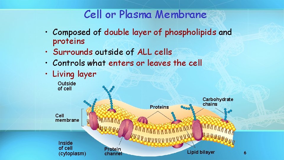 Cell or Plasma Membrane • Composed of double layer of phospholipids and proteins •
