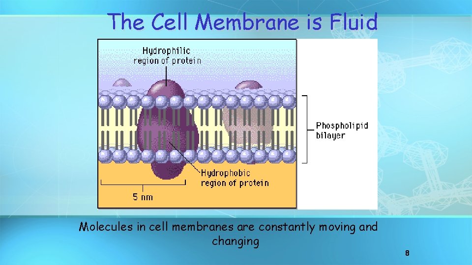 The Cell Membrane is Fluid Molecules in cell membranes are constantly moving and changing