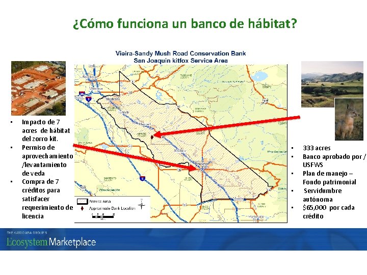 ¿Cómo funciona un banco de hábitat? • • • Impacto de 7 acres de