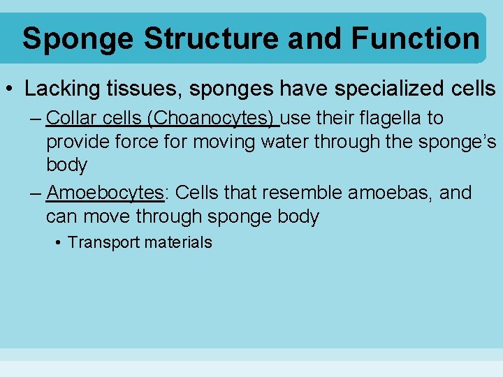 Sponge Structure and Function • Lacking tissues, sponges have specialized cells – Collar cells