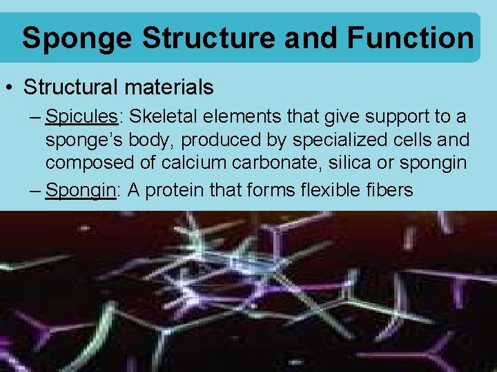Sponge Structure and Function • Structural materials – Spicules: Skeletal elements that give support
